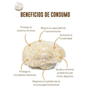 Melena de Leon en Cápsulas Vegetales, Mejora la Concentración